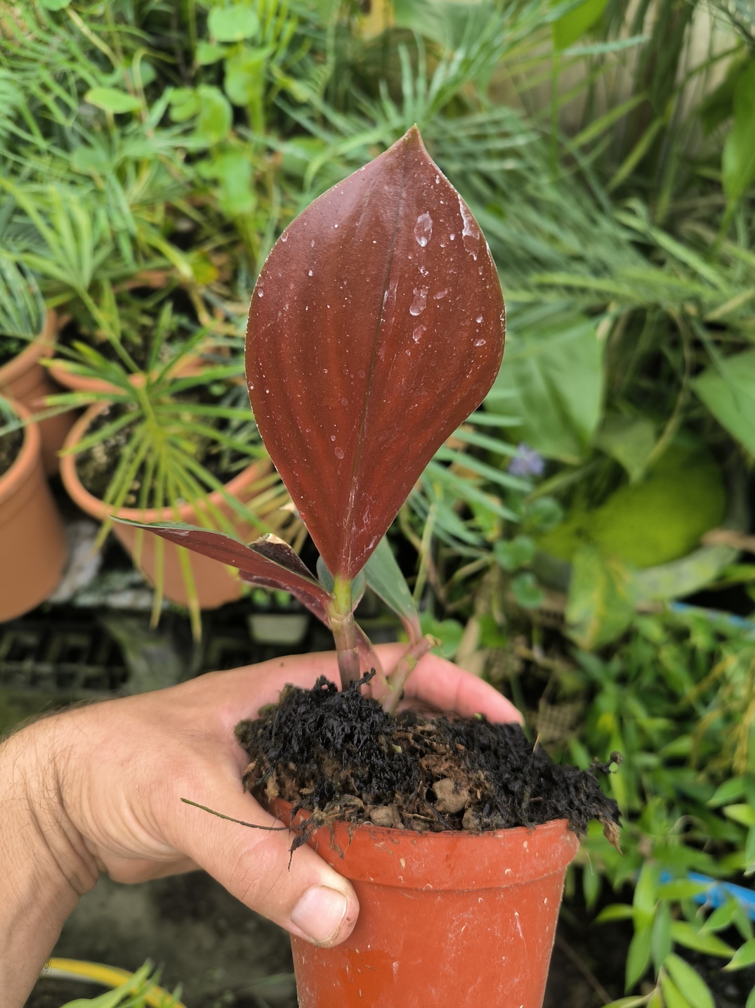 Costus erythrophyllus