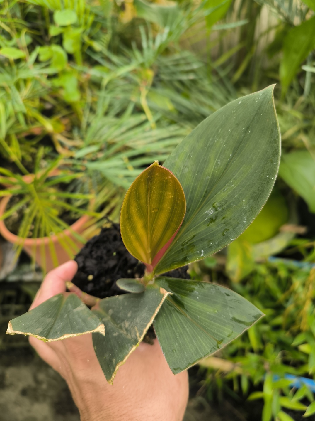 Costus erythrophyllus – Image 3