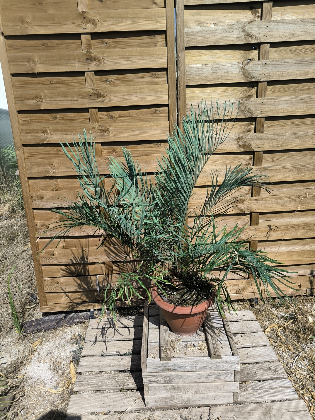 Cycas couttsiana greffé sur C. revoluta 5cm caudex