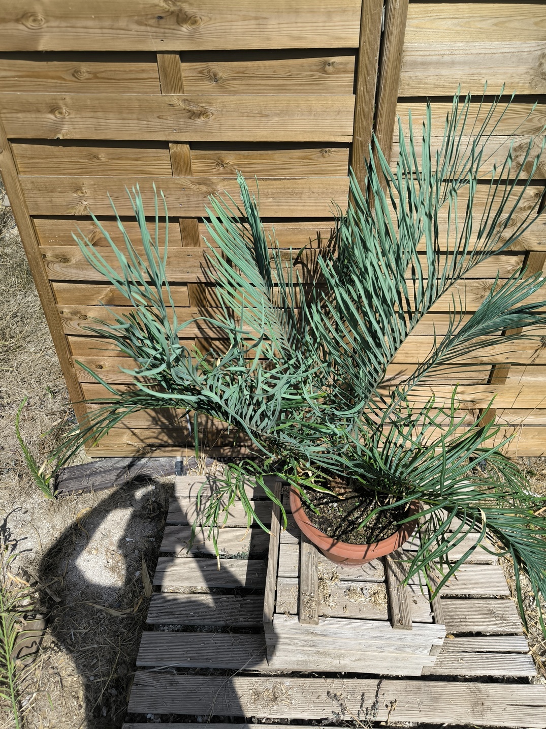 Cycas couttsiana greffé sur C. revoluta 5cm caudex – Image 2