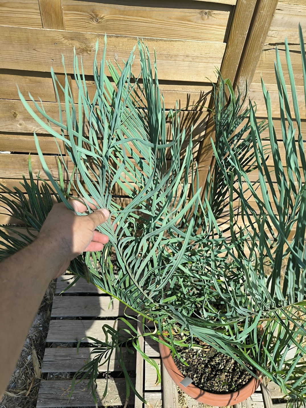 Cycas couttsiana greffé sur C. revoluta 5cm caudex – Image 9
