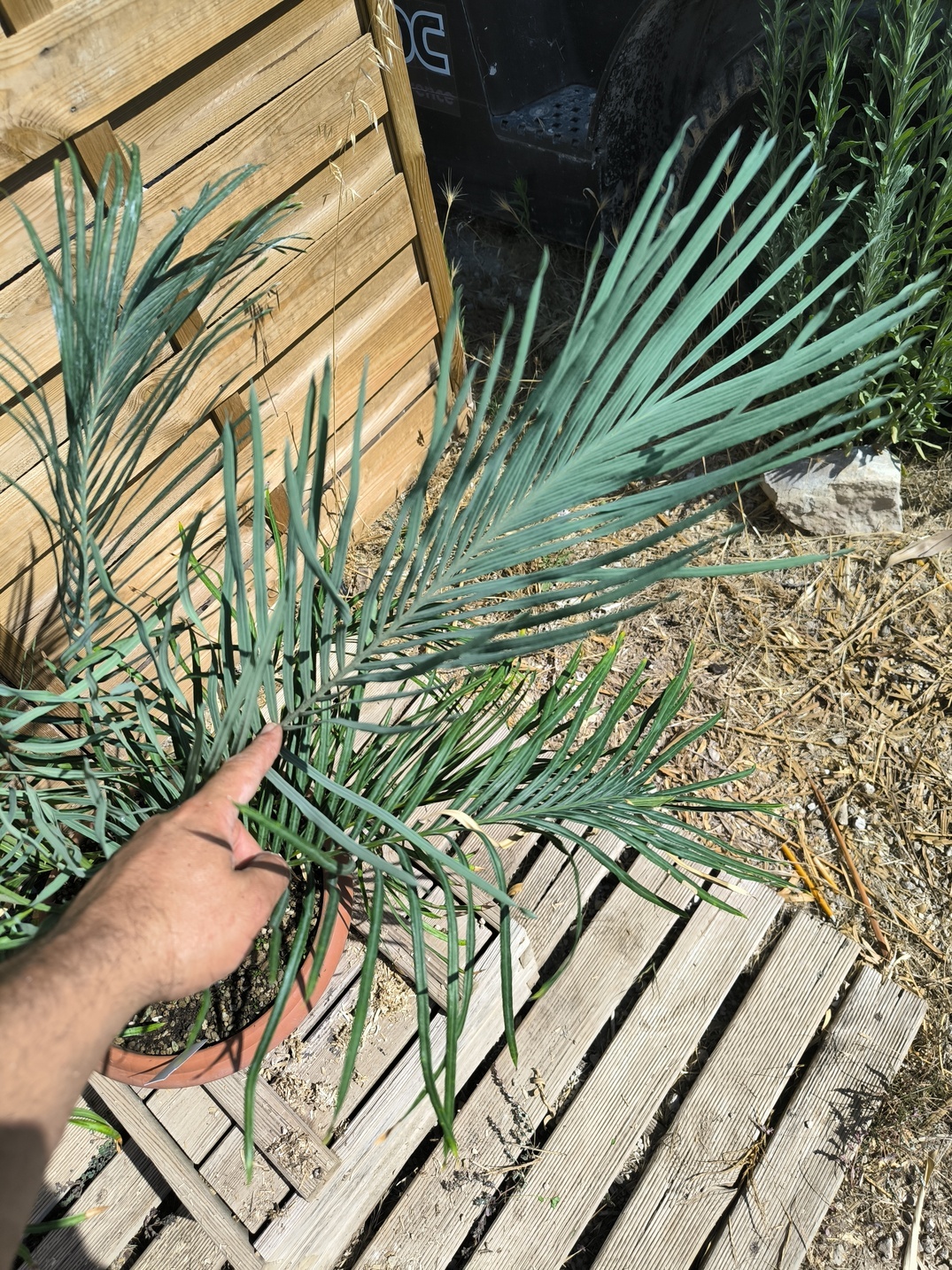 Cycas couttsiana greffé sur C. revoluta 5cm caudex – Image 8