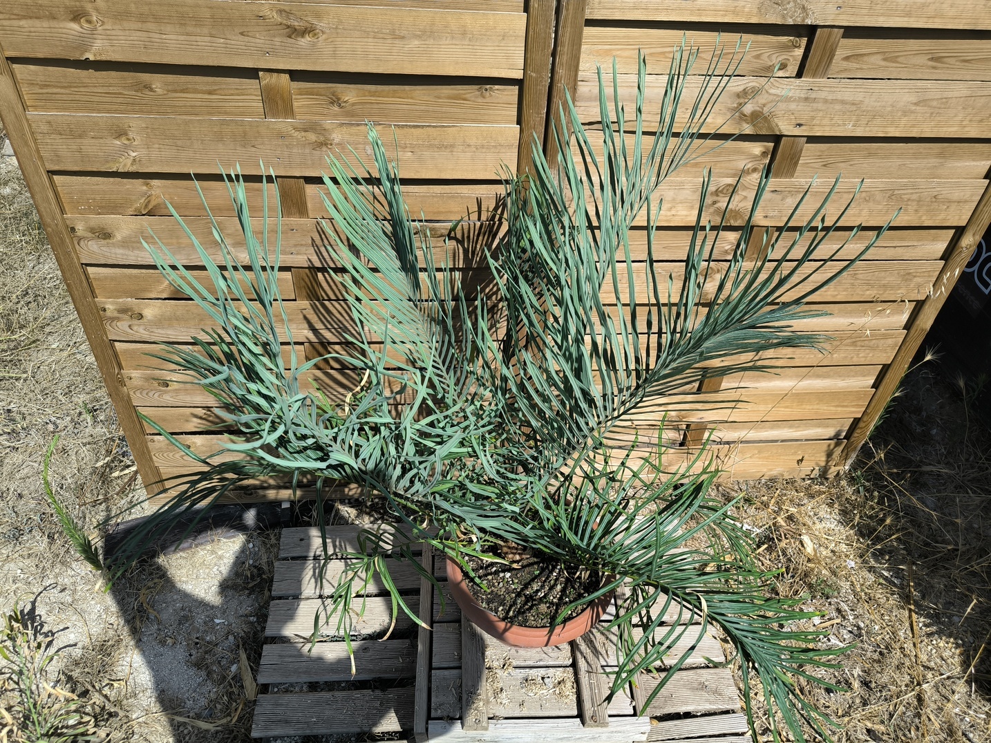 Cycas couttsiana greffé sur C. revoluta 5cm caudex – Image 7