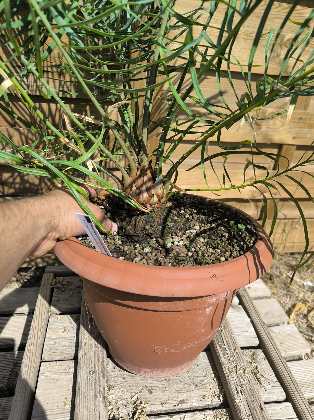 Cycas couttsiana greffé sur C. revoluta 5cm caudex – Image 6