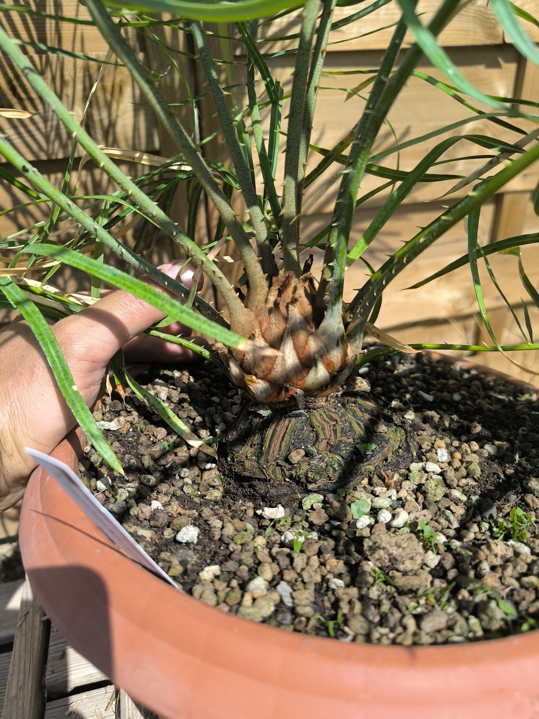 Cycas couttsiana greffé sur C. revoluta 5cm caudex – Image 5