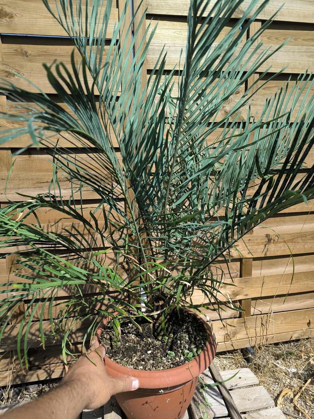 Cycas couttsiana greffé sur C. revoluta 5cm caudex – Image 4