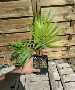 Cycas edentata 2-3cm caudex