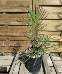 Cycas guizhouensis 2L