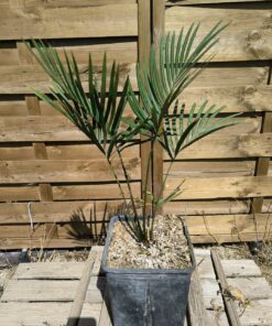 Cycas taiwaniana (syn. hainanensis)