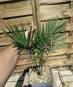 Cycas taiwaniana (syn. hainanensis) – Image 3
