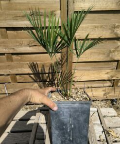 Cycas taiwaniana (syn. hainanensis) – Image 6