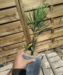 Cycas taiwaniana (syn. hainanensis) – Image 5