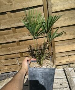 Cycas taiwaniana (syn. hainanensis) – Image 4