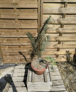Cycas panzhihuaensis 6cm caudex