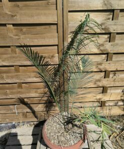 Alternative view of Cycas panzhihuaensis 6cm caudex