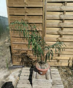 Cycas panzhihuaensis x debaoensis (VRAI debao!) hybride