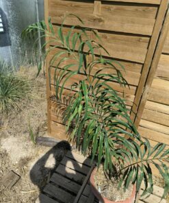 Cycas panzhihuaensis x debaoensis (VRAI debao!) hybride – Image 2