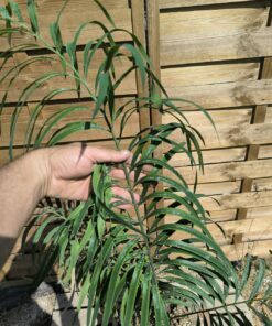 Cycas panzhihuaensis x debaoensis (VRAI debao!) hybride – Image 7