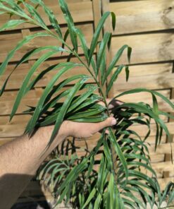 Cycas panzhihuaensis x debaoensis (VRAI debao!) hybride – Image 6