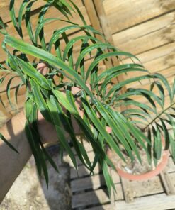 Cycas panzhihuaensis x debaoensis (VRAI debao!) hybride – Image 5