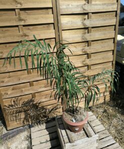 Cycas panzhihuaensis x debaoensis (VRAI debao!) hybride – Image 4