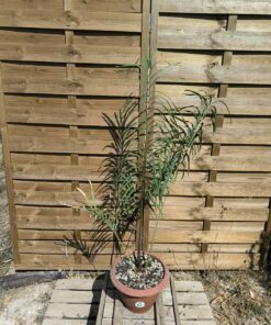 Cycas panzhihuaensis x multifrondis hybride 6cm caudex