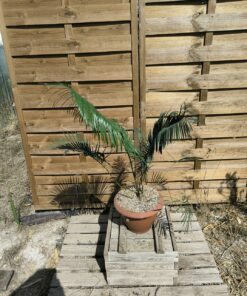 Cycas panzhihuaensis x taitungensis 6cm caudex