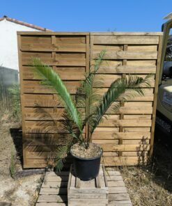 Cycas panzhihuaensis x taitungensis 8-9cm caudex