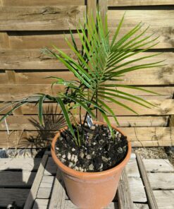 Cycas revoluta x hainanensis 3-4cm caudex