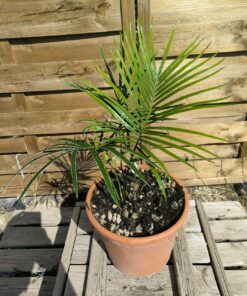 Alternative view of Cycas revoluta x hainanensis 3-4cm caudex