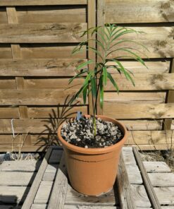 Alternative view of Cycas  revoluta x multipinnata 3-4cm