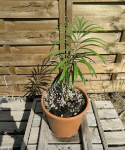 Cycas  revoluta x multipinnata 3-4cm