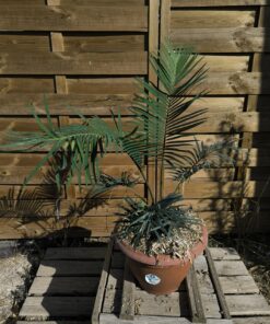 Cycas revoluta x sexseminifera 6cm caudex
