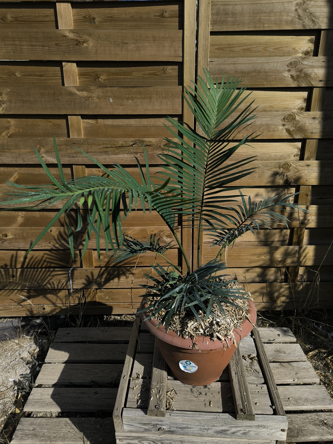 Cycas revoluta x sexseminifera 6cm caudex