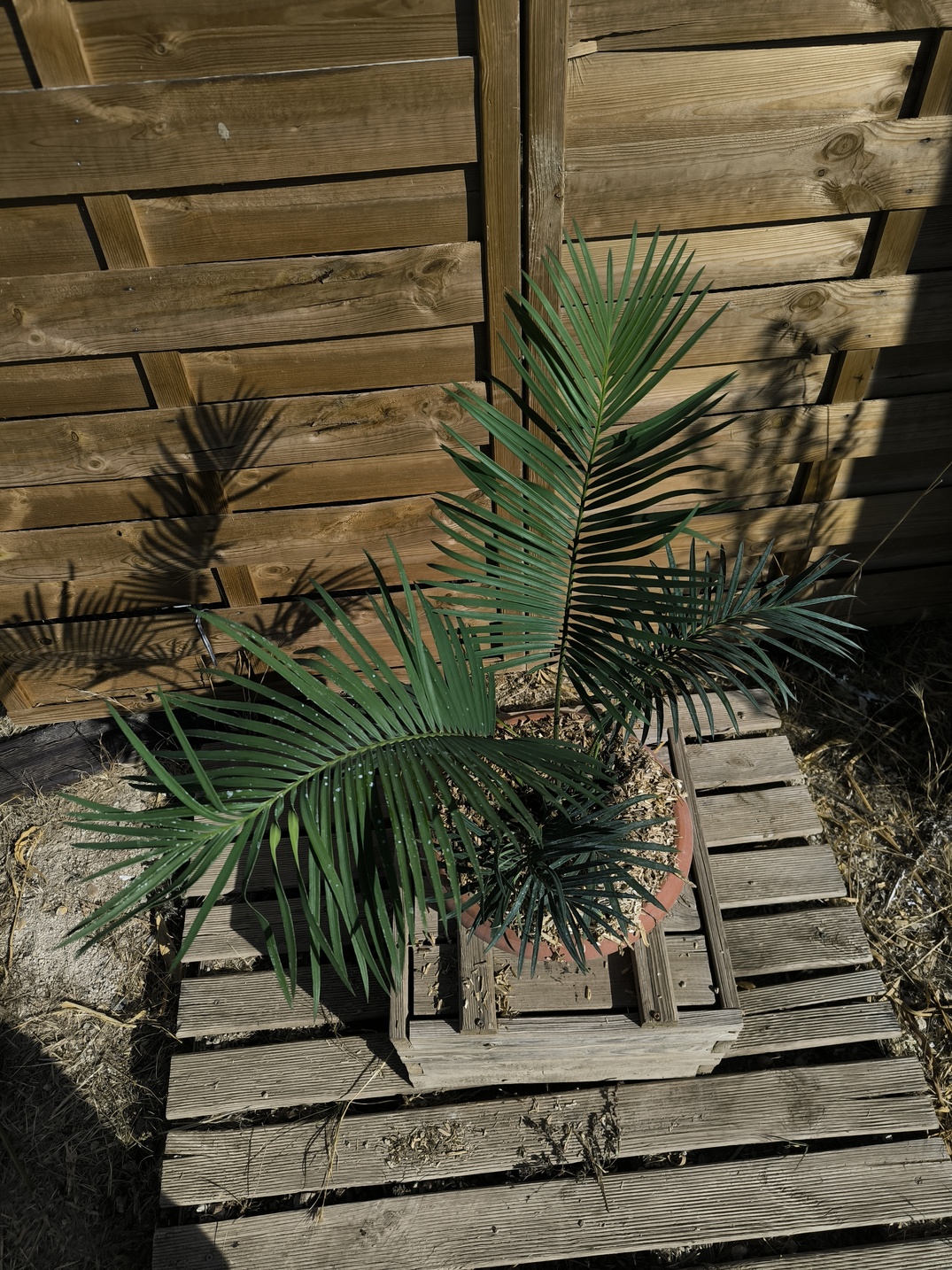 Cycas revoluta x sexseminifera 6cm caudex – Image 3