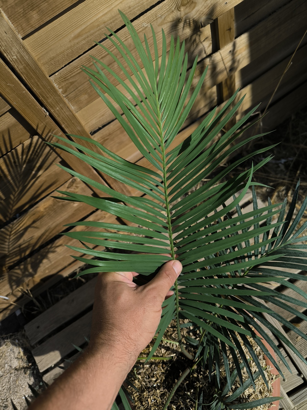 Cycas revoluta x sexseminifera 6cm caudex – Image 8