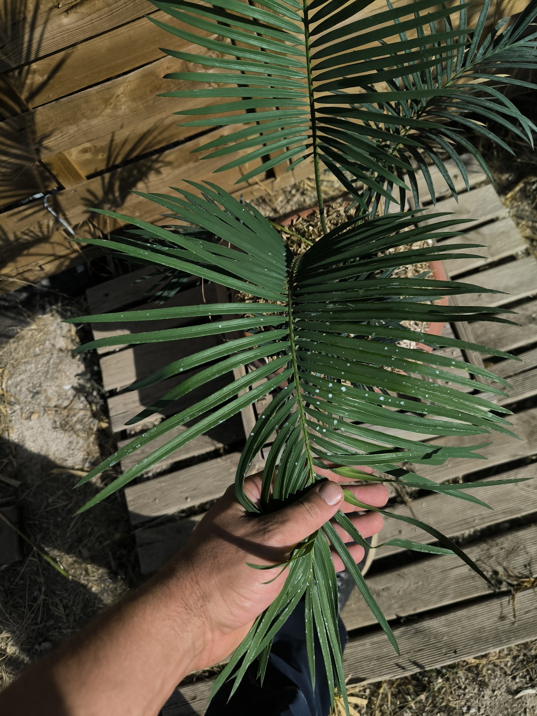 Cycas revoluta x sexseminifera 6cm caudex – Image 7