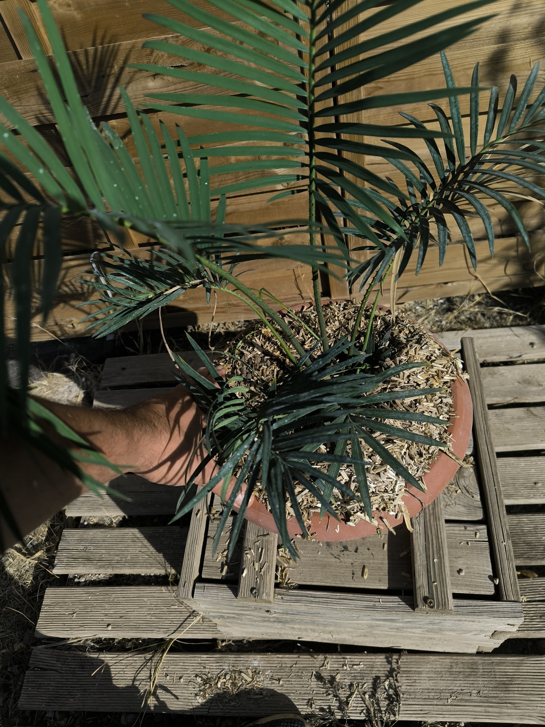 Cycas revoluta x sexseminifera 6cm caudex – Image 6