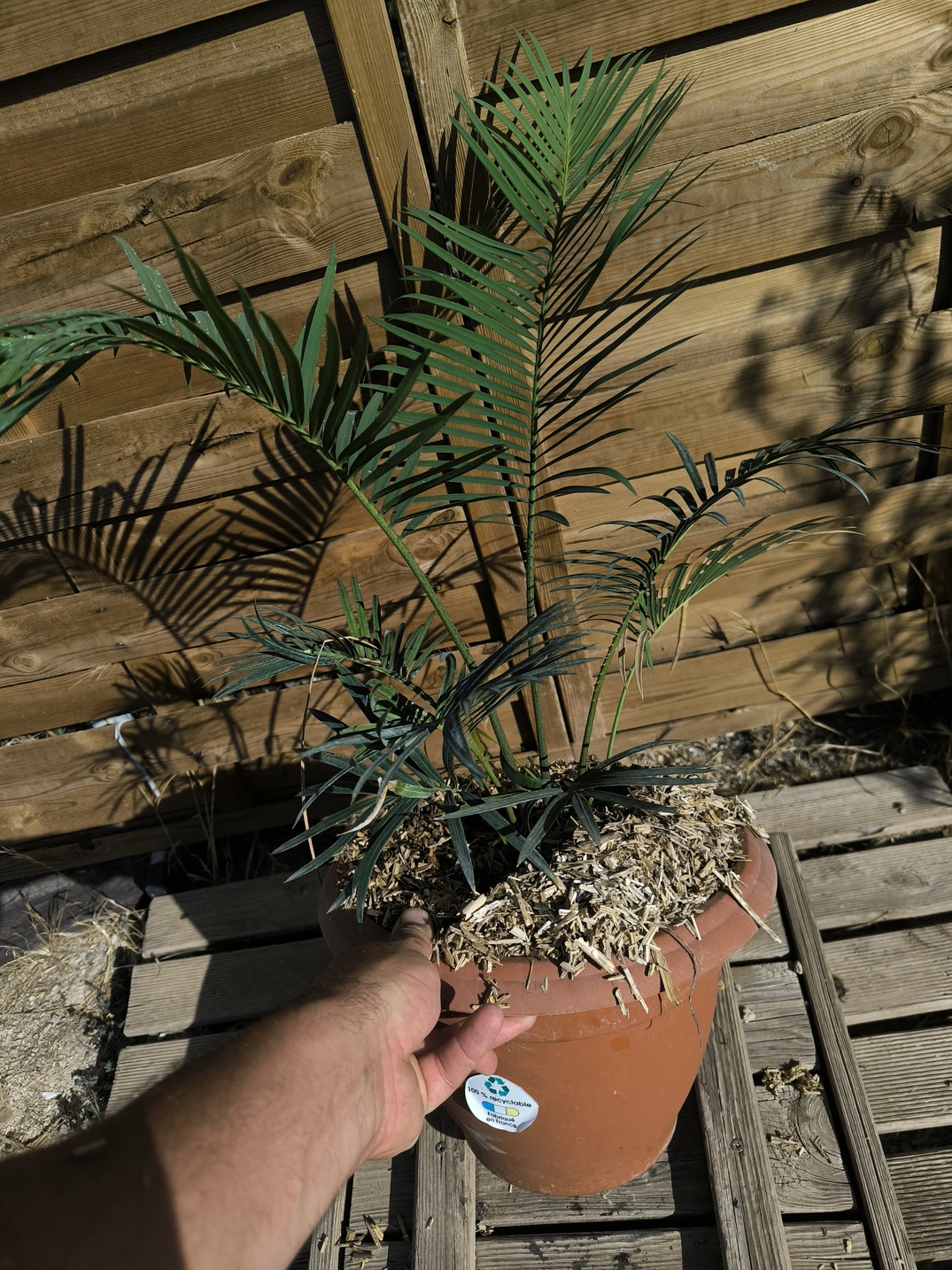 Cycas revoluta x sexseminifera 6cm caudex – Image 5