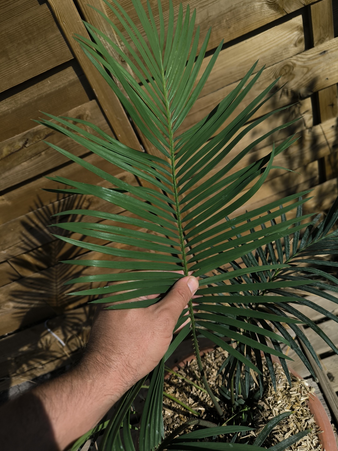 Cycas revoluta x sexseminifera 6cm caudex – Image 4