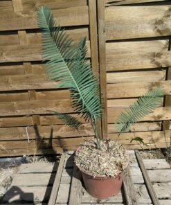 Dioon edule 5cm caudex