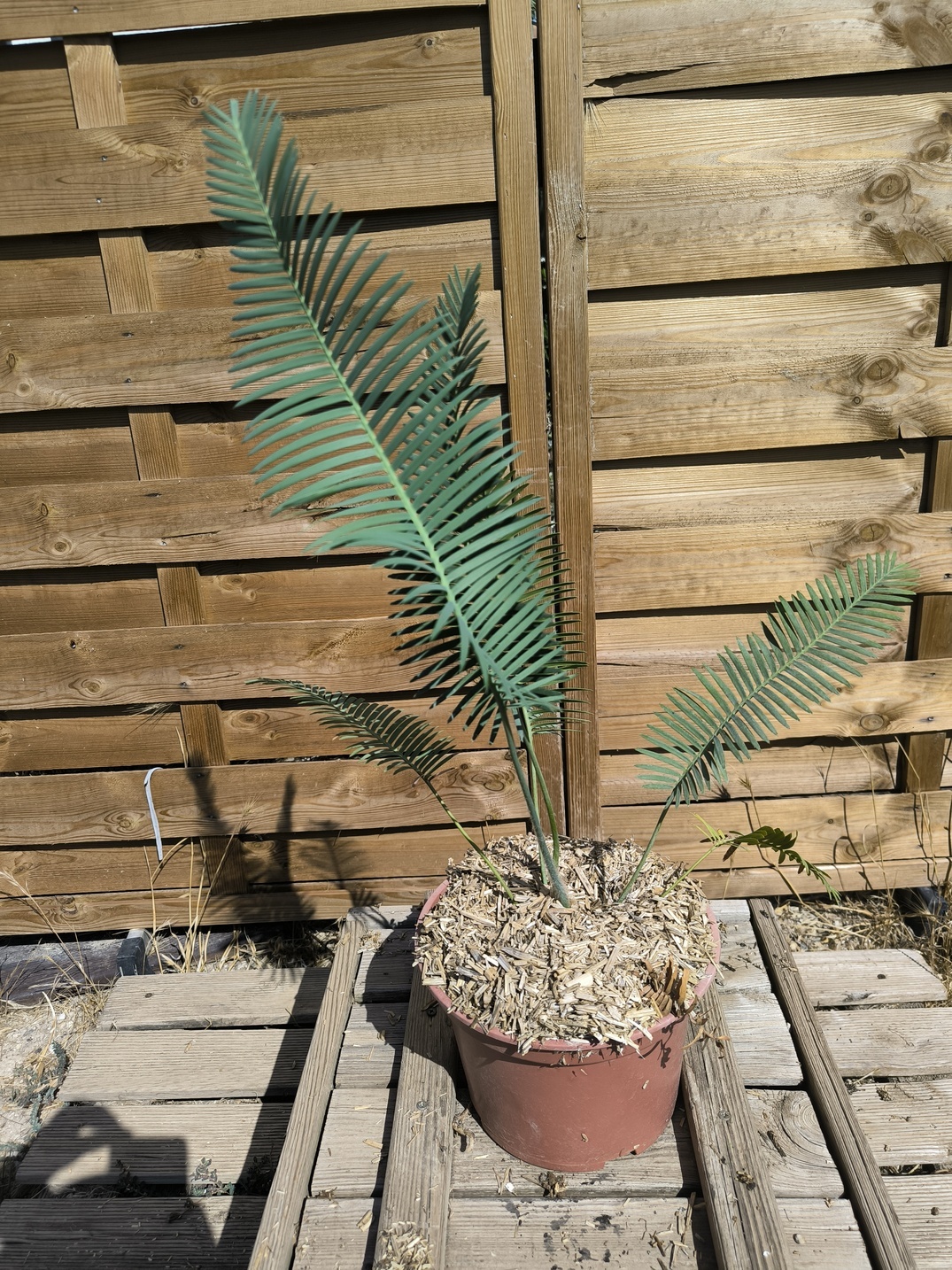Dioon edule 5cm caudex