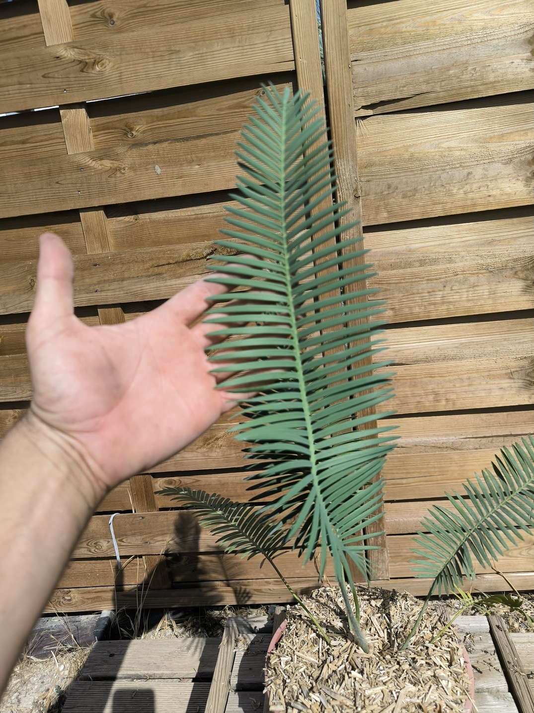 Dioon edule 5cm caudex – Image 5