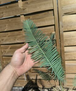 Alternative view of Dioon edule 5cm caudex