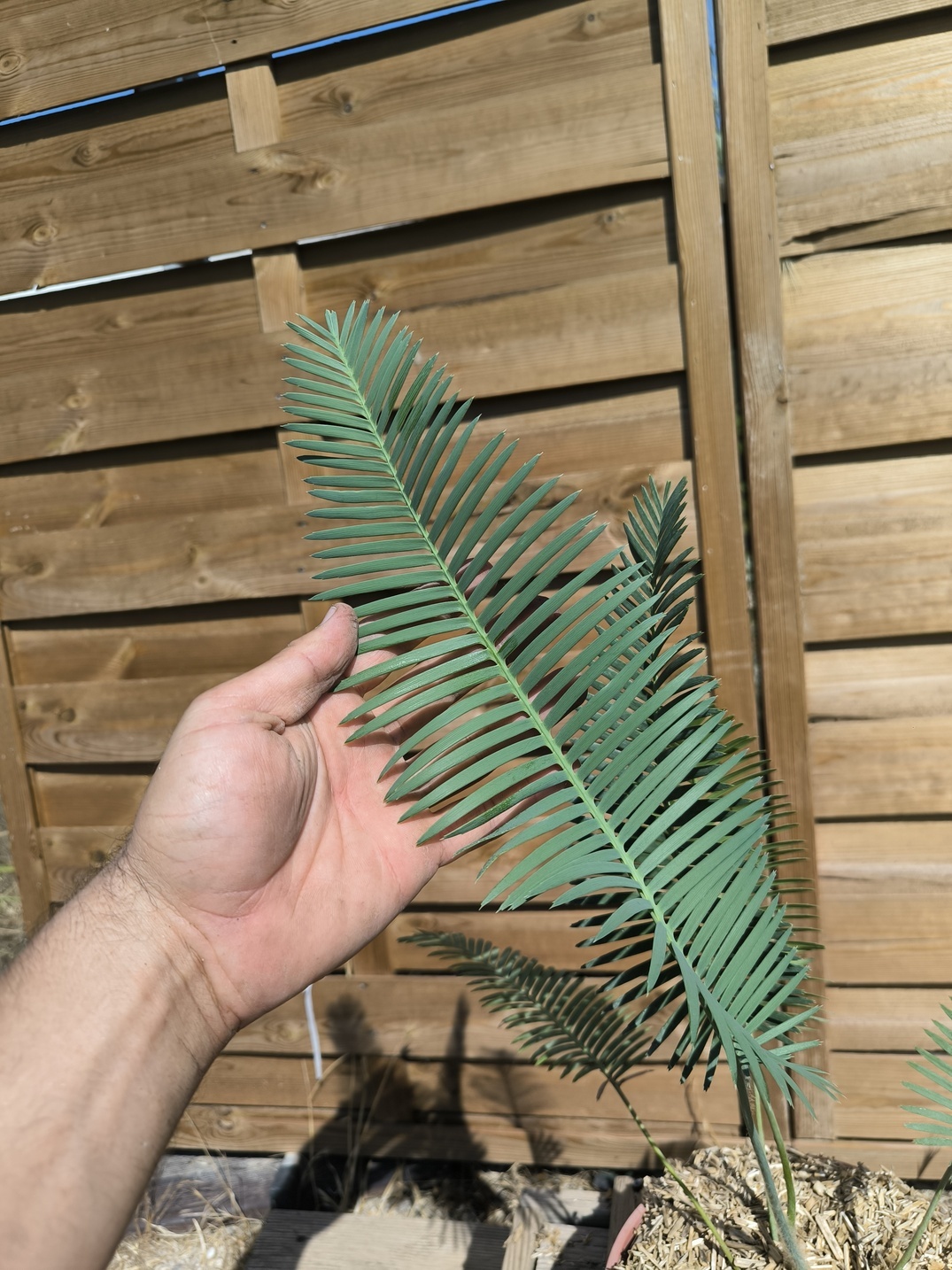 Dioon edule 5cm caudex – Image 2