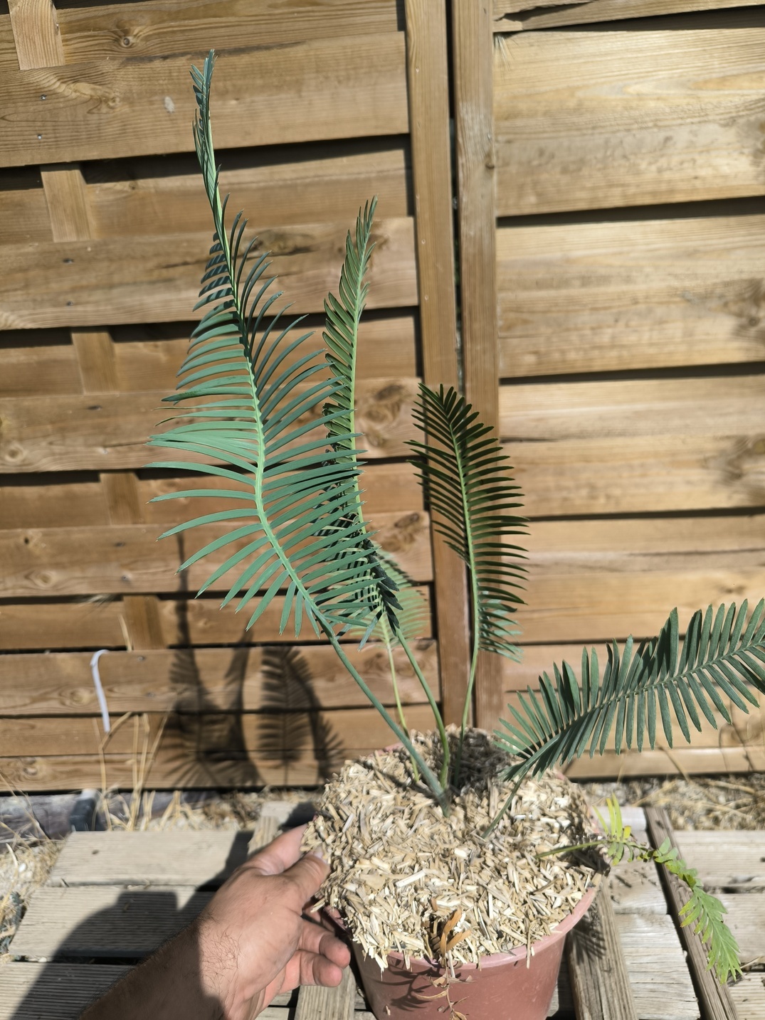 Dioon edule 5cm caudex – Image 4