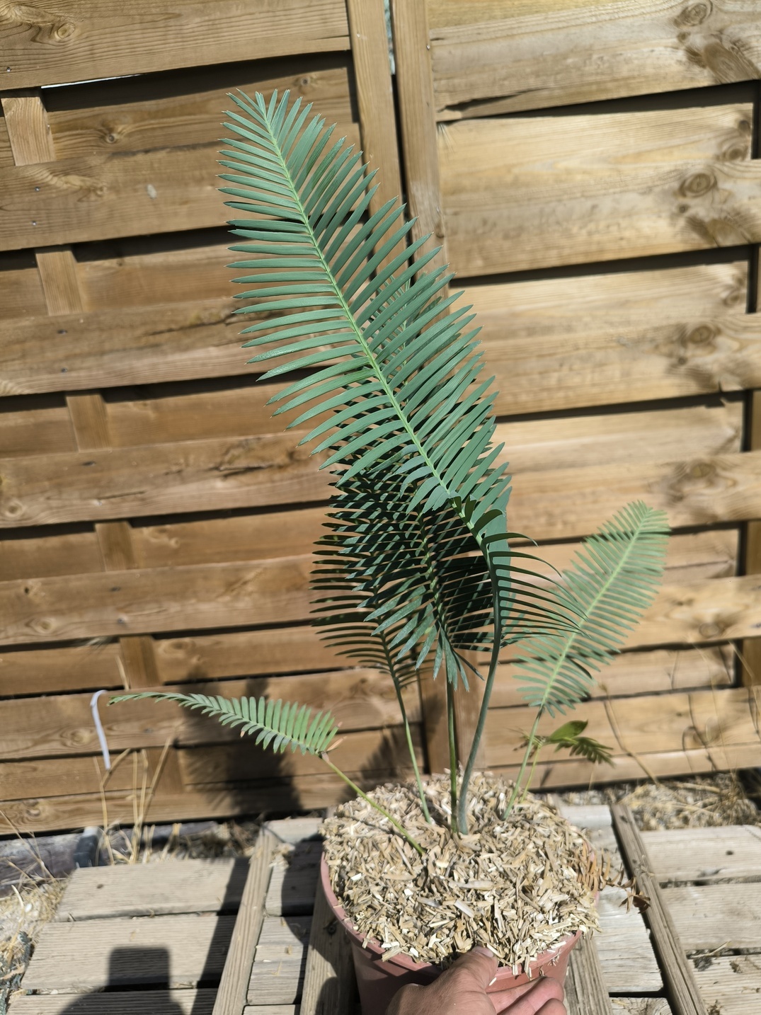 Dioon edule 5cm caudex – Image 3