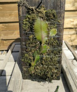 Alternative view of Strophocactus (syn. Selenicereus) wittii L