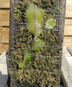 Strophocactus (syn. Selenicereus) wittii L