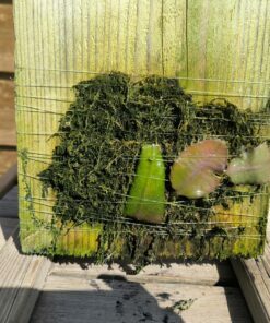 Strophocactus (syn. Selenicereus) wittii S